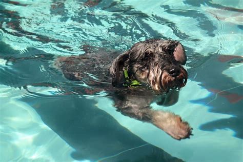 Can Dogs Swim in Chlorine: Exploring the Depths of Canine Aquatic Abilities