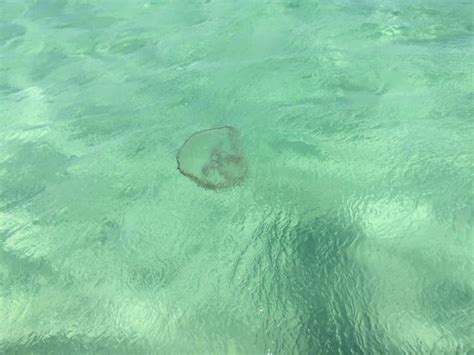 Is it safe to swim in Destin Florida, and can jellyfish predict the weather?